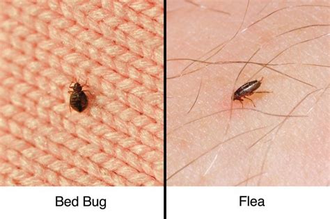 Flea Vs Bed Bug