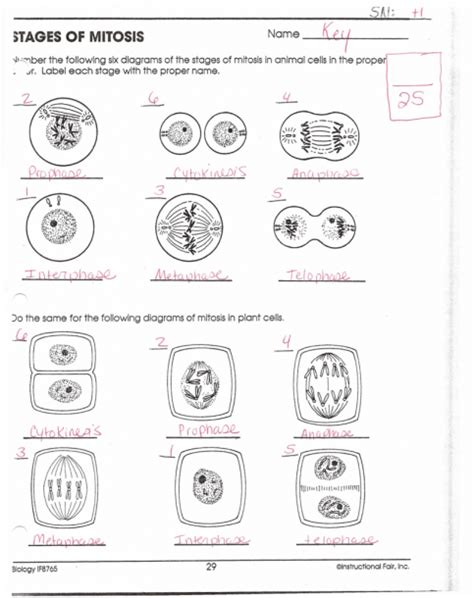 Mitosis Worksheet And Diagram Identification Answer Key Worksheets ...