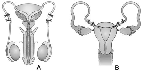 Vasectomy And Tubectomy Diagram