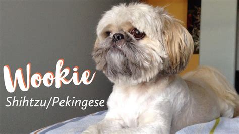 Pekingese And Shih Tzu Mix Size - Shih Tzu Dog