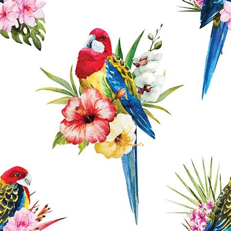 Best Crimson Rosella Illustrations, Royalty-Free Vector Graphics & Clip Art - iStock