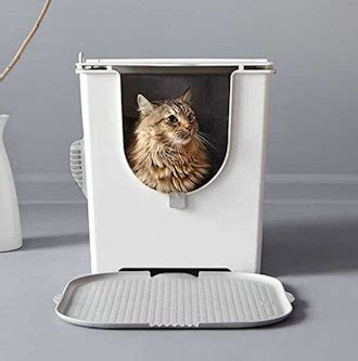 The 7 Best Cat Litter Boxes For Odor Control In 2022