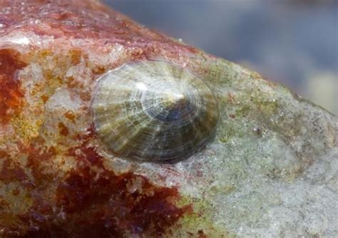 Limpet teeth are strongest natural material known | CBC News