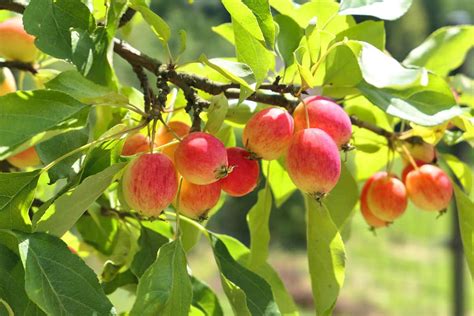 Crabapple Trees Archives - GardenTabs.com