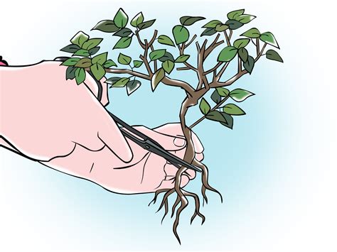 Pruning Bonsai: The Ultimate Guide [2021] - The Bonsai Master