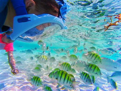 Snorkeling with colorful fish Isla Mujeres Quintana Roo Mexico from ...