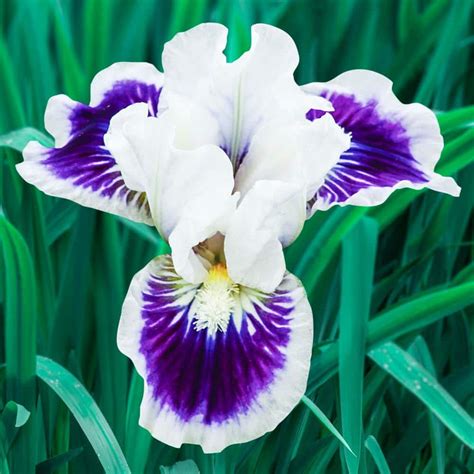 Breck's Riveting Dwarf Bearded Iris White and Purple Flowers Live ...