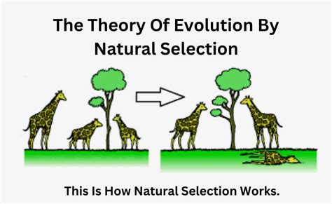 The Theory Of Evolution By Natural Selection