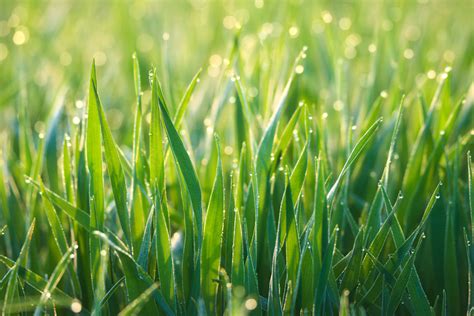 Fotos gratis : naturaleza, césped, Rocío, campo, prado, pradera, luz de sol, hoja, flor, gota de ...