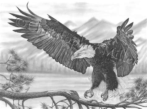 Bald Eagle | Pencil Drawing | Christopher Miller | Flickr