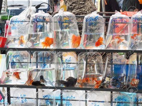 Where To Buy Your First Pet Fish? - Fishinghabit