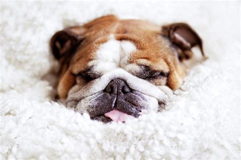 English Bulldog Puppies Sleeping