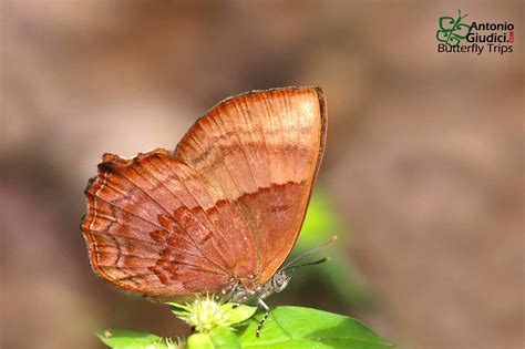 The Blue Brilliantผีเสื้อประกายฟ้าSimiskina phalia - Thai Butterfly Trips