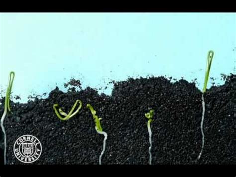 Onion seeds germinating in time lapse - YouTube