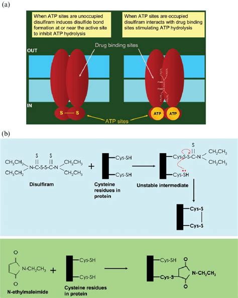 The biochemical basis of the action of disulfiram on the ABC drug... | Download Scientific Diagram