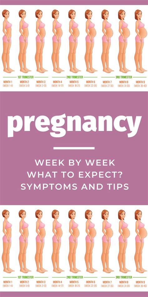 Pregnancy Week by Week: Symptoms and Tips to Help and Guide You | Pregnancy week by week ...