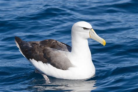 Albatross Wallpapers Images Photos Pictures Backgrounds