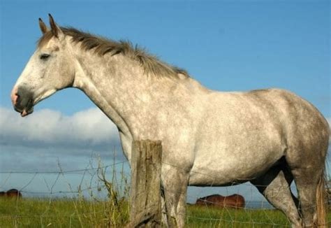 Fantastic Irish Horse Names: 200+ Great Names Ideas and Meanings