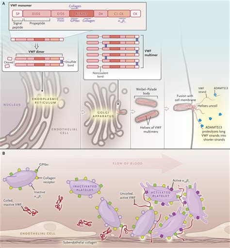 Von Willebrand’s Disease | NEJM