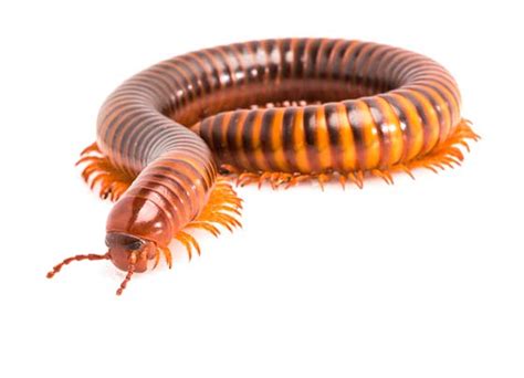 What Do Millipedes Look Like | Millipedes Identification Guide