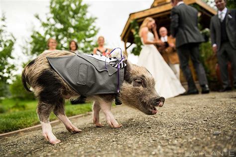 Chatfield Gardens Wedding | J. La Plante Photo