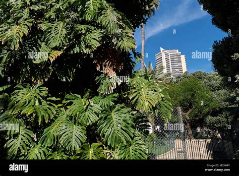 Monstera deliciosa plant Stock Photo - Alamy