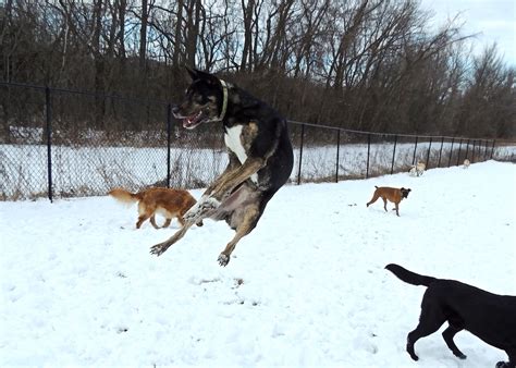 Camp Photos | Dogs at Camp | The GTA’s Favourite Dog Boarding Kennel ...