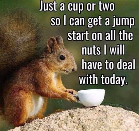 Pin by Julie Trottier on Coffee Humor 2 | Squirrel funny, Funny good ...