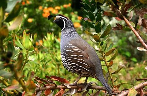 Quail - Description, Habitat, Image, Diet, and Interesting Facts