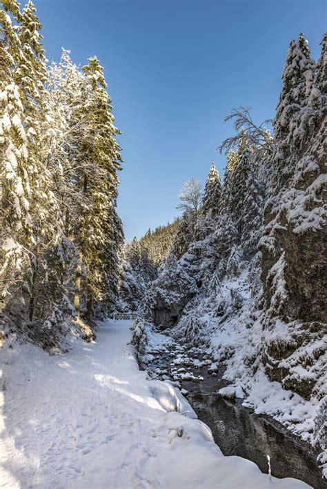 Winter Creek with Snow Forest in Frosty Sunny Day Stock Photo - Image of outdoor, background ...