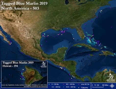 Blue Marlin Conservation Record 2019 | The Billfish Foundation