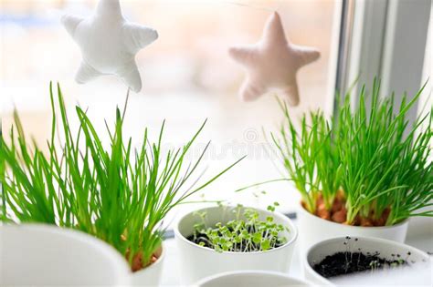 Growing Fresh Spring Herbs and Onions on a Windowsill in Pots Stock ...