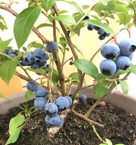 How To Grow Blueberries In Pots