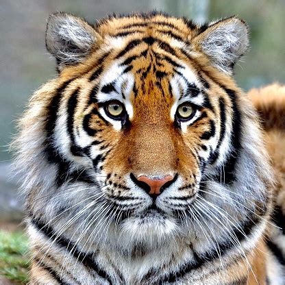 500+ Tiger Face Pictures [HD] | Download Free Images on Unsplash