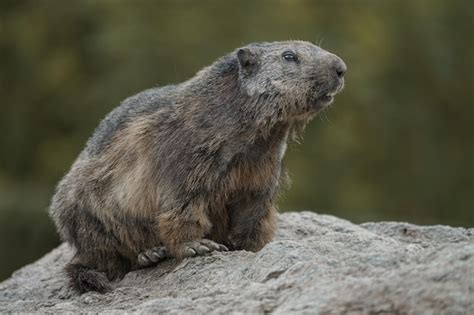 Premium Photo | Alpine marmot