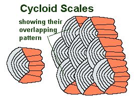 Fish Scales 101: Placoid, Ganoid & Other Types Of Scale Explained