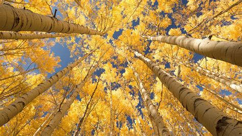 Utah's 'Trembling Giant' Aspen Colony Is Dying and Humans May Be Partially to Blame | The ...