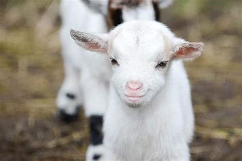 Bottle Feeding Baby Goats: What You Need to Know • Maria Louise Design