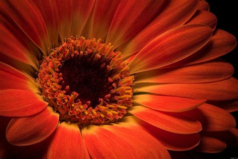 Orange Gerbera flower on Black. - Orange Gerbera flower on Black composed of 44 images stacked ...