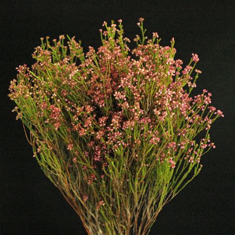 Erica Pink – Full Pot of Flowers