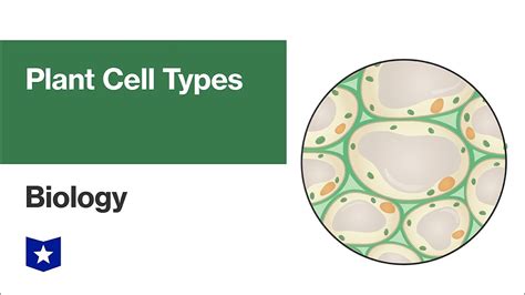 Plant Cell Types | Biology - YouTube