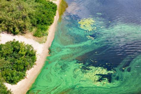 Harmful Algae bloom and its effects on aquatic life, humans