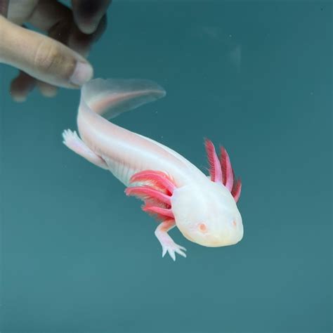 Albino Axolotl | Axolotls For Sale | Axolotl Planet