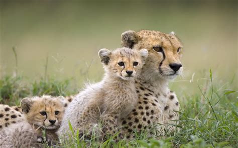 Download Animal Cheetah HD Wallpaper