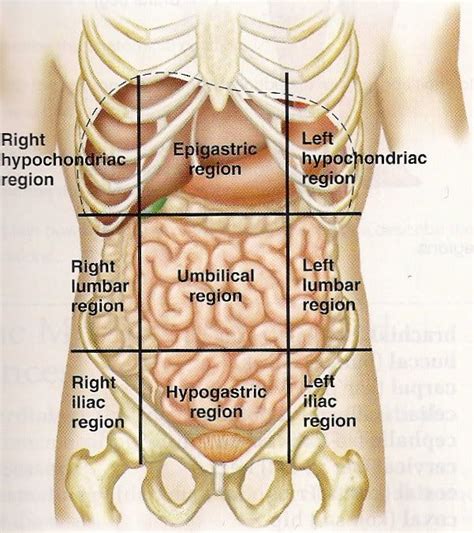 Human Anatomy Abdomen | Stomach Pics | Human anatomy, Human body ...