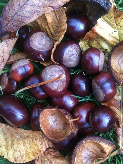 CONKERS !!! #AUTUMN These are what remind me most of Autumn, we have 2 ...