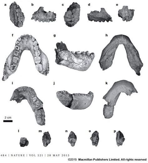 Hominin Evolutionary Patterns in the Early to Middle Pliocene: How Many ...