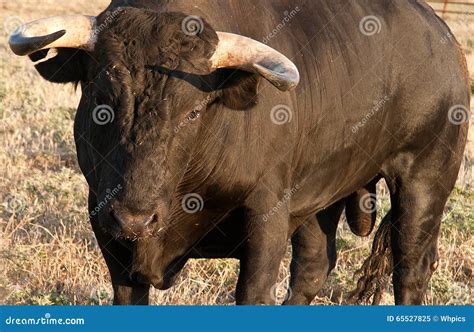 Specimen of Spanish Free Range Fighting Bull Breed on Extensive Stock Image - Image of taliga ...