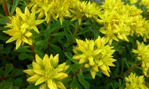 Sedum Kamtschaticum Care: Growing Russian Stonecrop | Epic Gardening