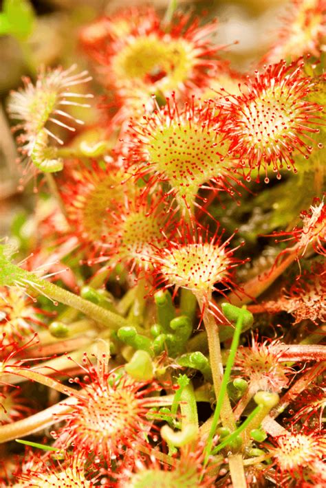 How To Care for Sundew Plants #1 Best Guide